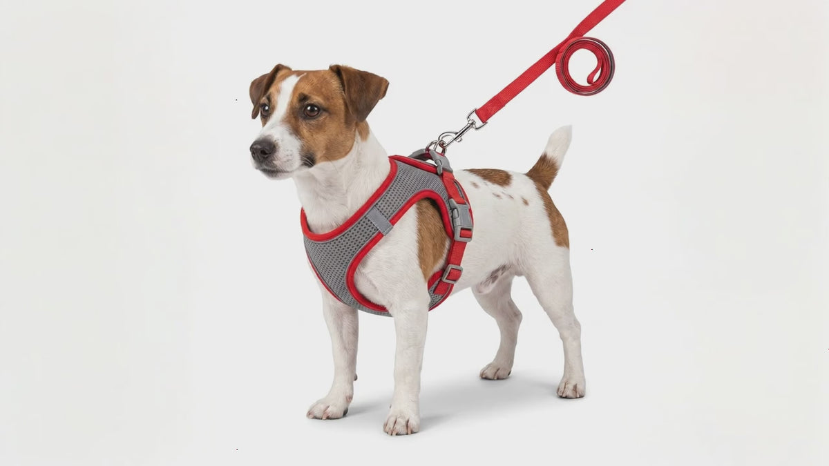 Ensemble harnais et laisse pour chien | Kit de promenade en nylon réfléchissant pour chiens et chats