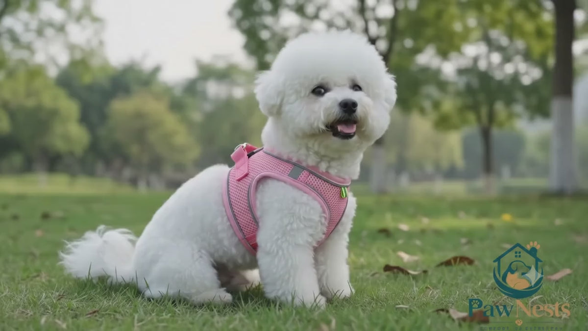 Ensemble harnais et laisse pour chien | Kit de promenade en nylon réfléchissant pour chiens et chats