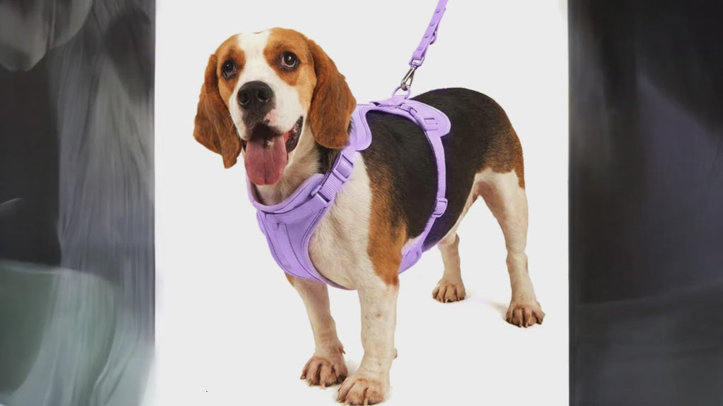 Ensemble 4 pièces harnais pour chien | Gilet PVC étanche, laisse, collier et mousqueton