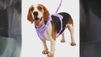 Ensemble 4 pièces harnais pour chien | Gilet PVC étanche, laisse, collier et mousqueton